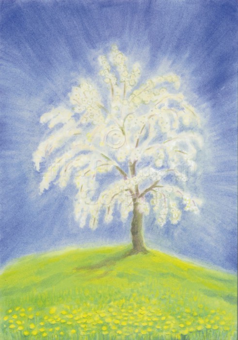 082-neu_Bluehender Obstbaum