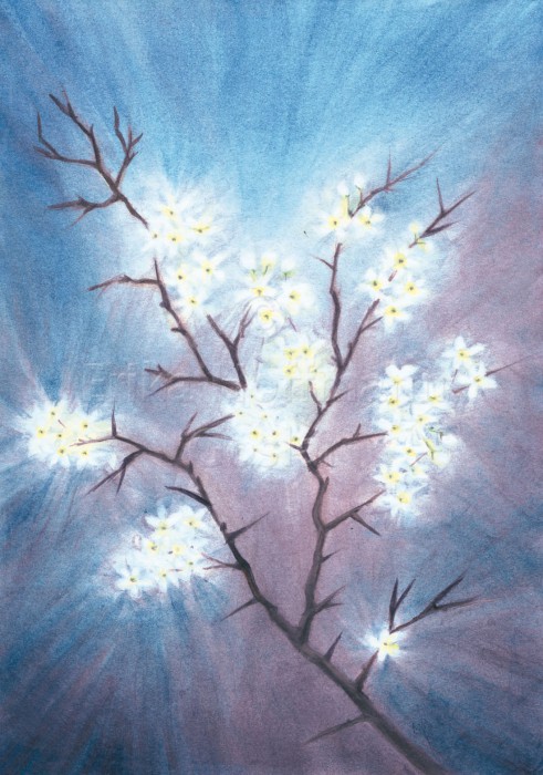 057_Schlehenblueten