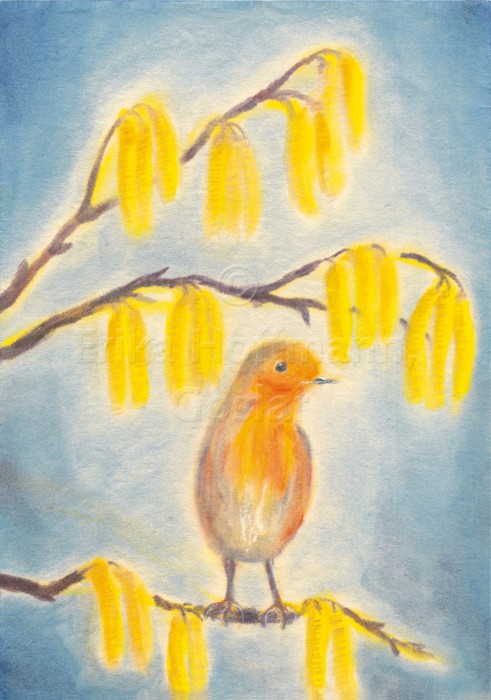 063_Rotkehlchen II
