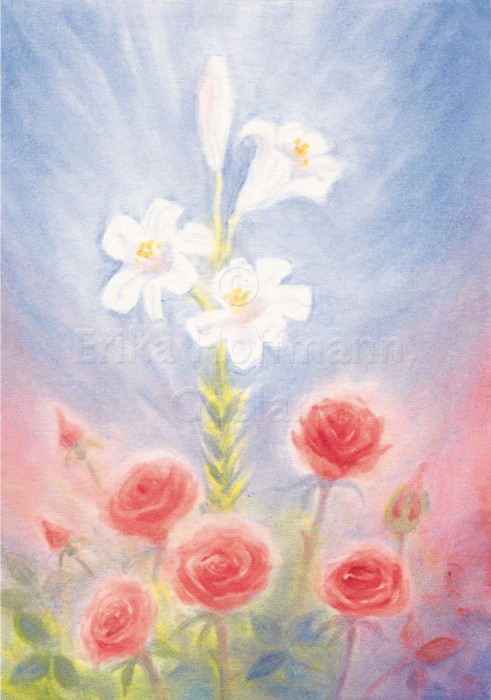 105_Rose und Lilie