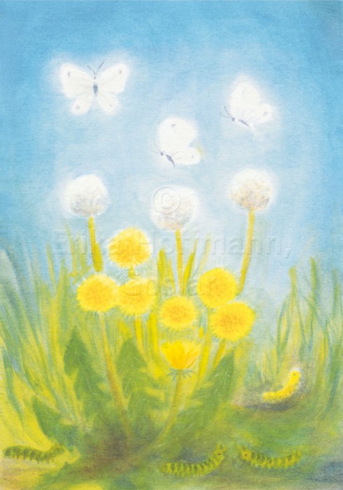 113_Loewenzahn und Schmetterl