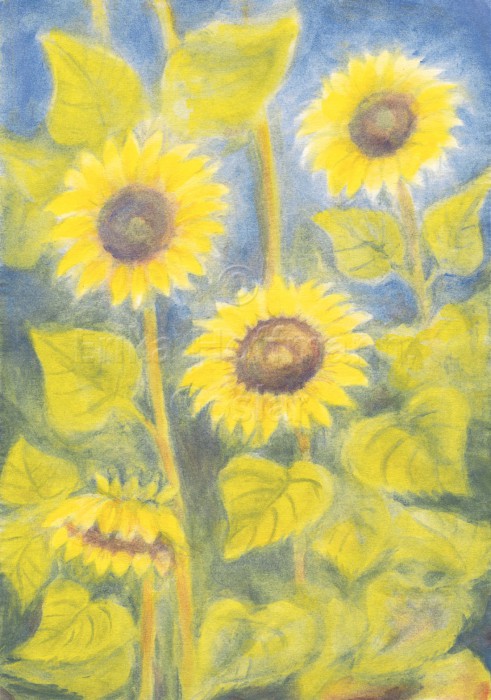 123_Drei Sonnenblumen
