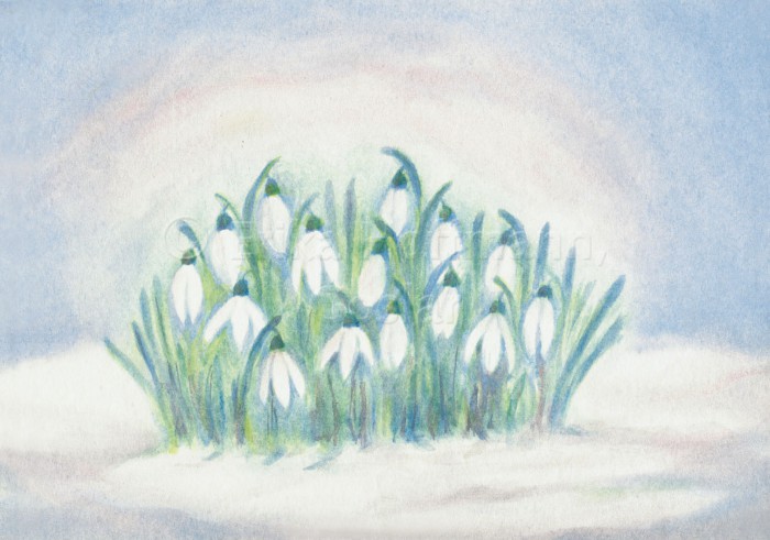 147_Schneegloeckchen
