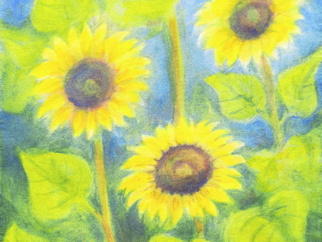 123: Drei Sonnenblumen