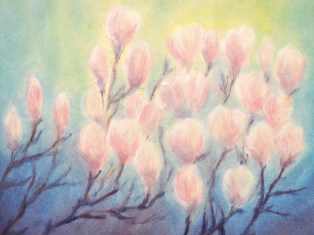 162: Blühende Magnolien